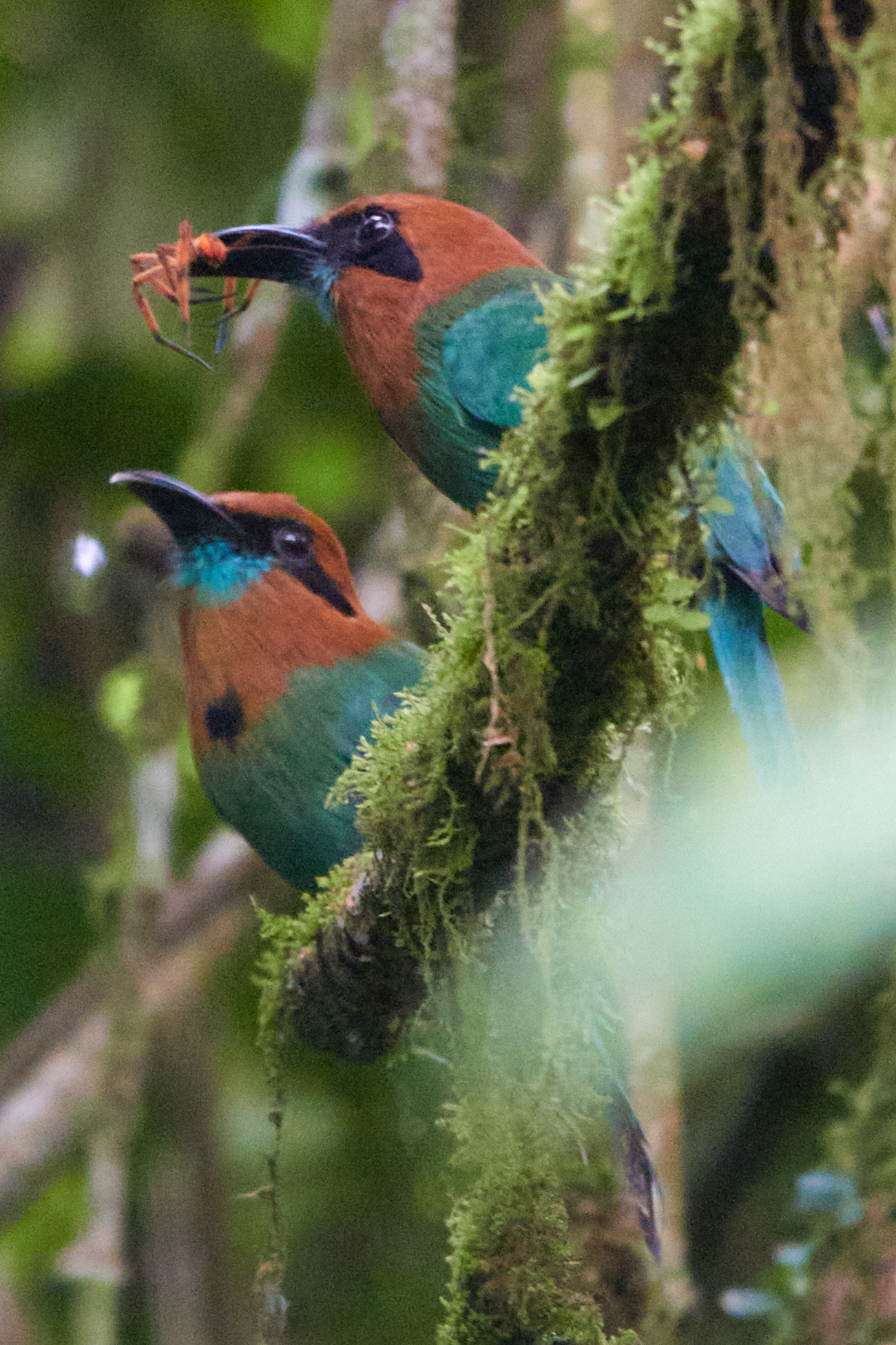 Broad-billed Motmot (Electron platyrhynchum)