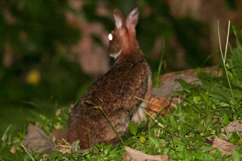 Central American Lowland Forest Cottontail