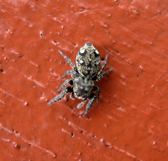 Bianor balius