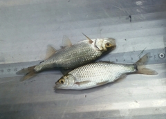 Scardinius hesperidicus
