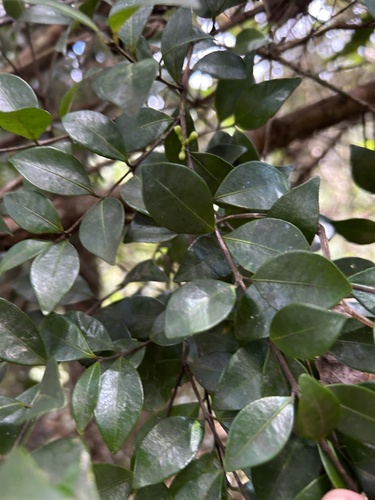Siphoneugena densiflora, 2023-03-28