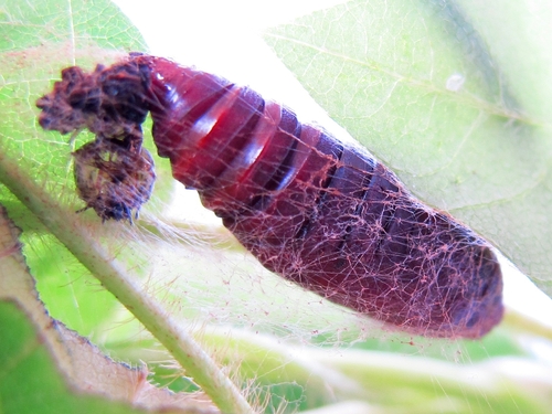 Oval Abrostola photo 2