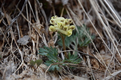 Corydalis magadanica