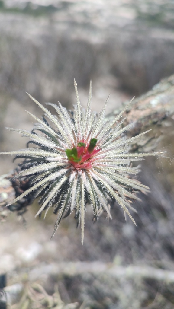 Viridantha