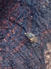 Protolepidostola