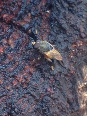 Protolepidostola