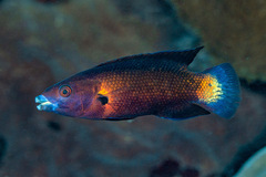 Northern Tubelip photo 1