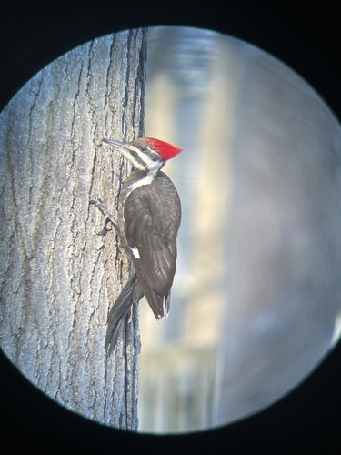 Pileated Woodpecker photographed in Indiana