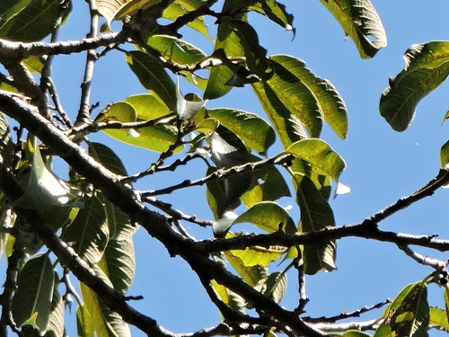 Brosimum lactescens - Whole tree
