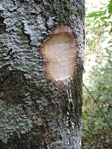 Brosimum lactescens - Whole tree