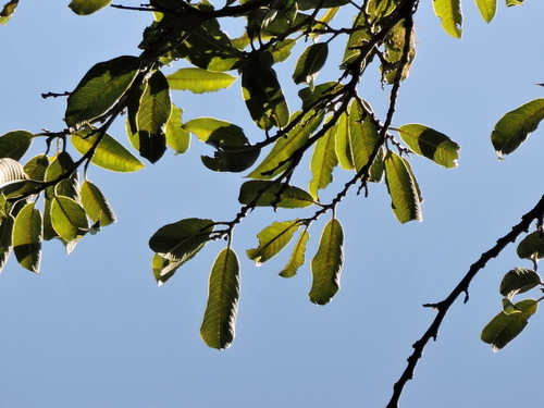 Brosimum lactescens - Leaves