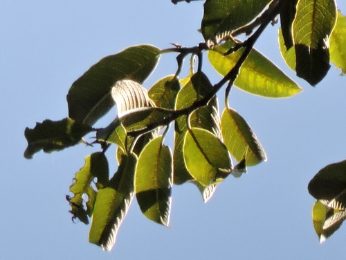Brosimum lactescens - Leaves