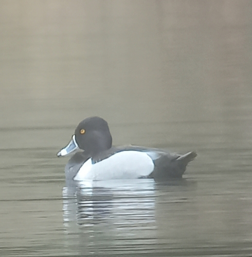 Ring-necked Duck, 5283 Boxtel, Nederland, photo 8 of 10