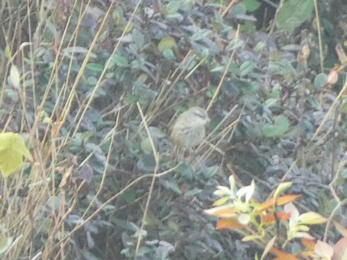 Hill Prinia (Prinia superciliaris), photo 9