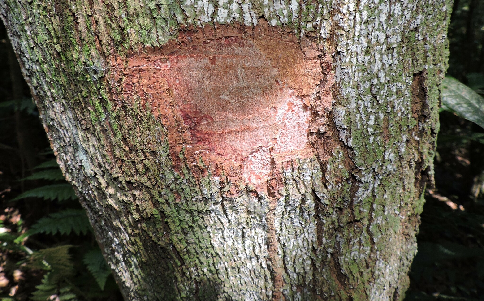 Alchornea triplinervia