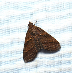 Stictopterinae
