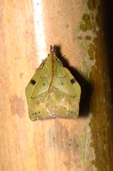 Radhica elisabethae