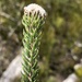Phylica tortuosa - Photo (c) Dave U, μερικά δικαιώματα διατηρούνται (CC BY), uploaded by Dave U