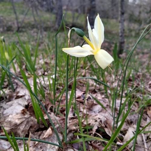 Narcissus triandrus (Narcissus triandrus)