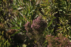 Erica corifolia