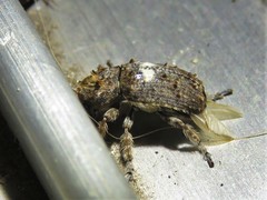 Toxonotus cornutus