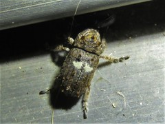 Toxonotus cornutus