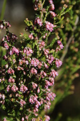 Erica corifolia