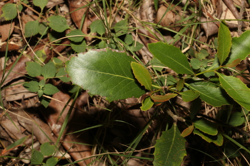 Image of Denhamia bilocularis by (c) Greg Tasney, some rights reserved (CC BY-SA)