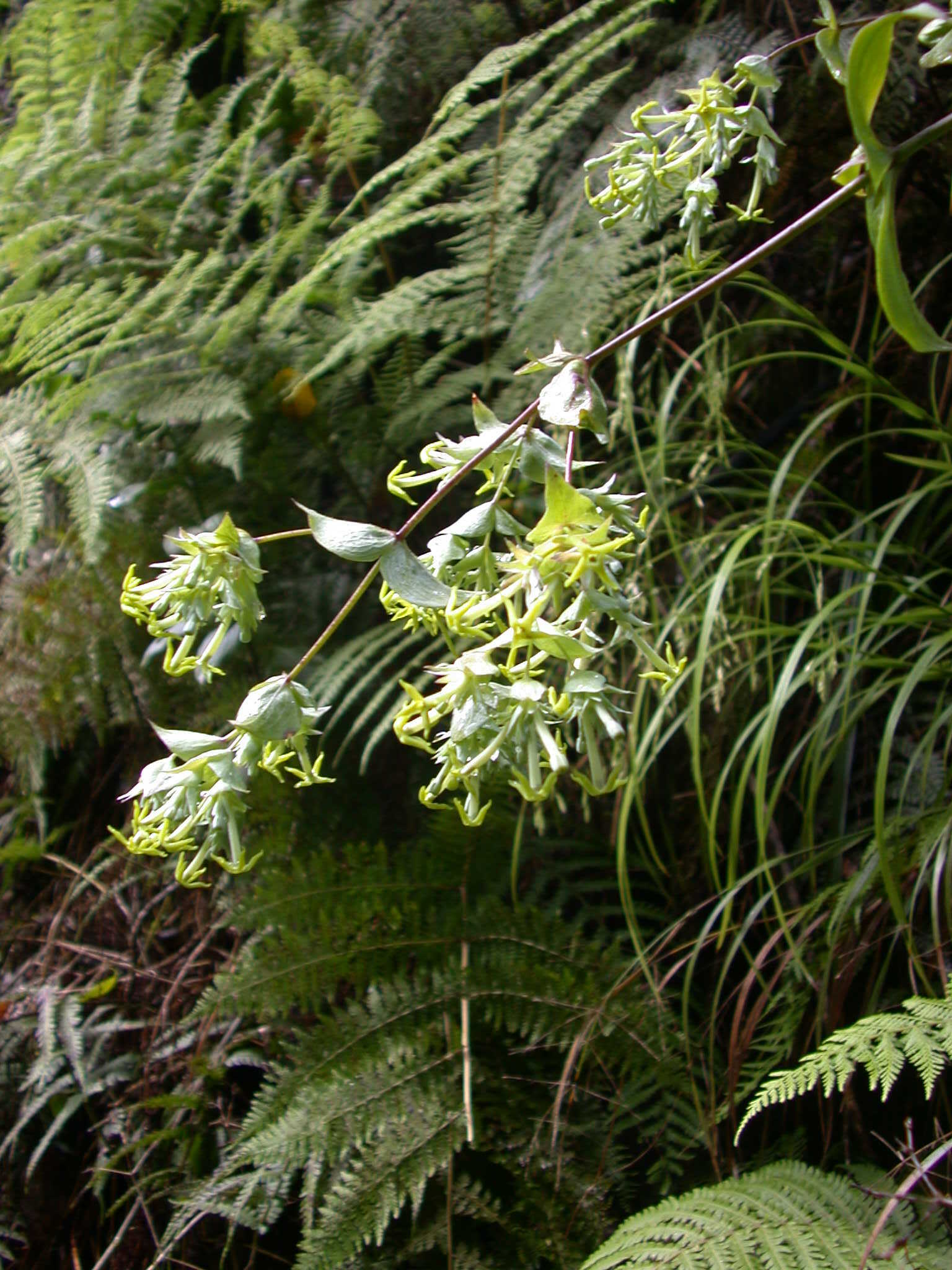 Kadua cordata ssp. cordata