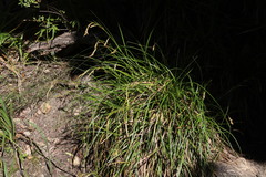 Carex lancea