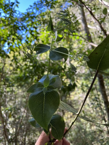 Kadua cordata observed 2022-03-02