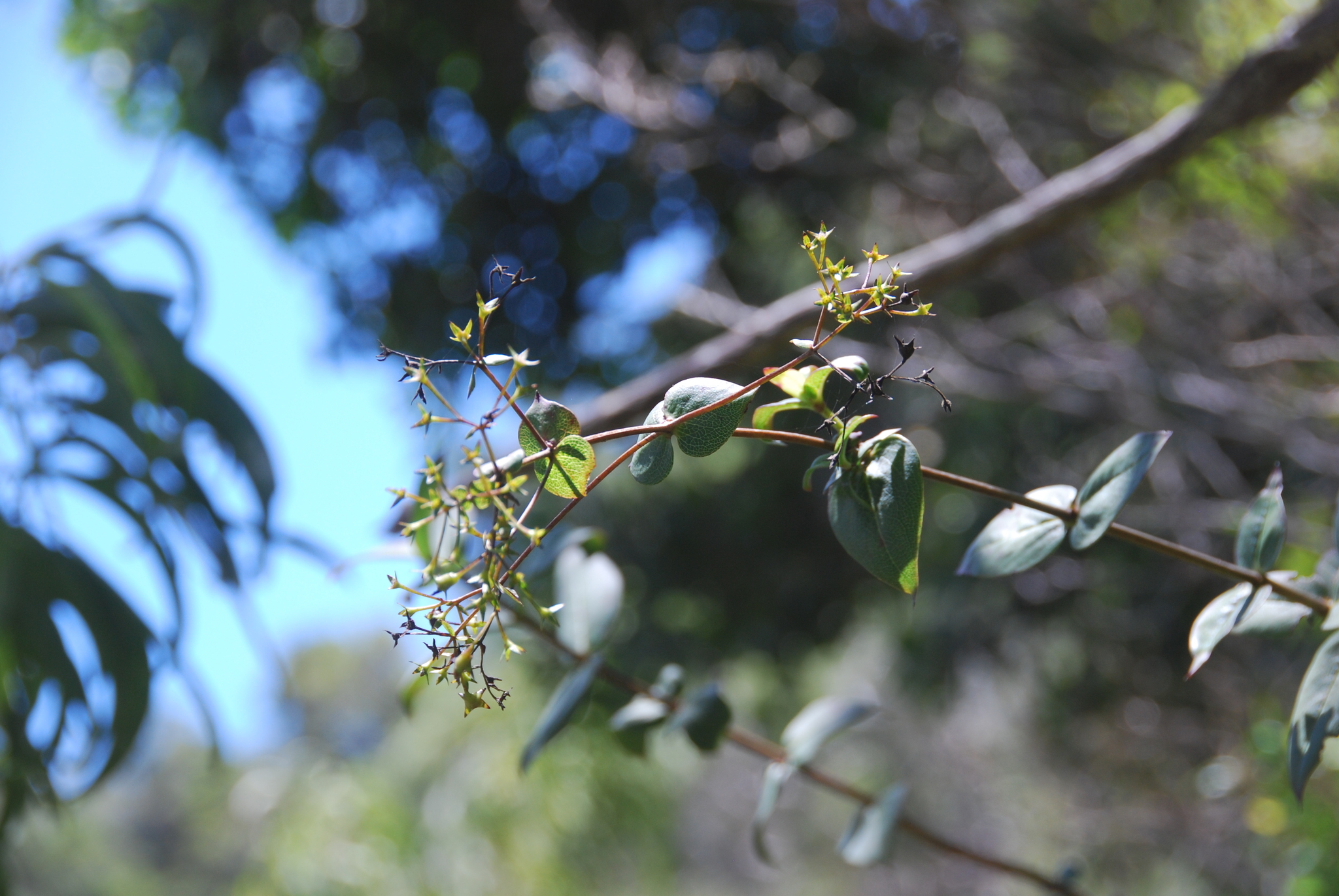 Kadua cordata ssp. waimeae