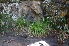 Carex lancea