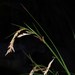 Spear Sedge - Photo (c) Tony Rebelo, some rights reserved (CC BY-SA), uploaded by Tony Rebelo