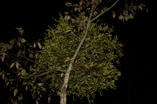 Image of Amyema conspicua by (c) Greg Tasney, some rights reserved (CC BY-SA)