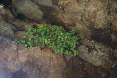 Wimmerella pygmaea