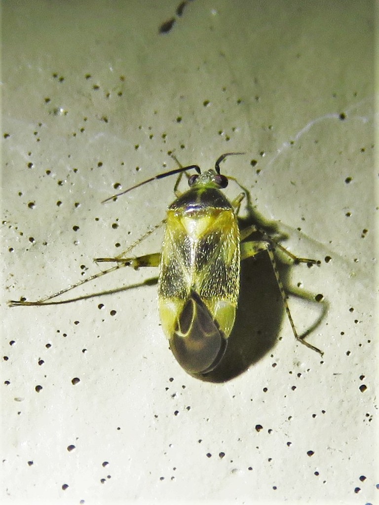 Plagiognathus blatchleyi