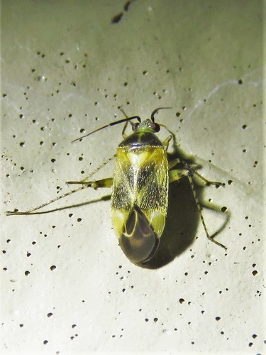Plagiognathus blatchleyi