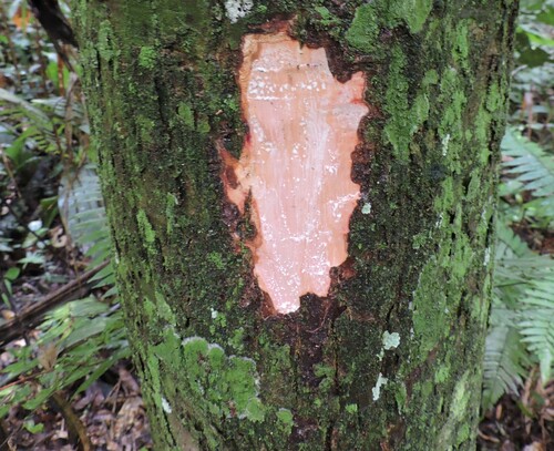 Image of Pouteria venosa by (c) Fabrício Mil Homens Riella, some rights reserved (CC BY)