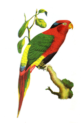 Josephine's Lorikeet photo 4