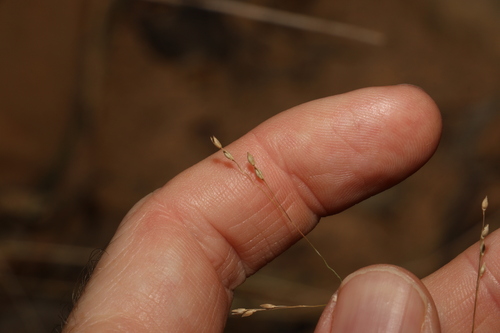 Image of Panicum decompositum by (c) Greg Tasney, some rights reserved (CC BY-SA)