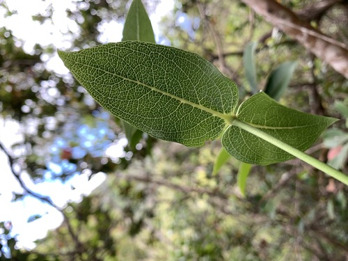 Kadua cordata observed 2021-06-22