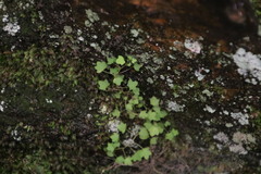 Wimmerella pygmaea