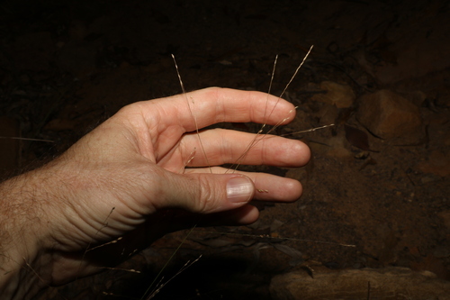 Image of Panicum decompositum by (c) Greg Tasney, some rights reserved (CC BY-SA)