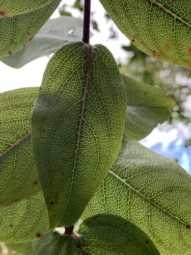 Kadua cordata observed 2021-06-22