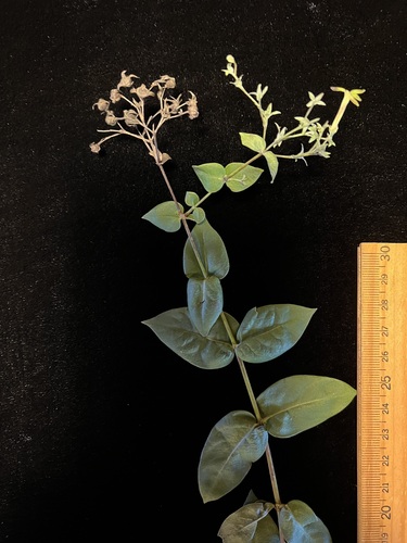 Kadua cordata observed 2022-12-12