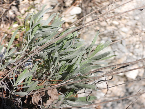 Lavandula latifolia iNat (2)