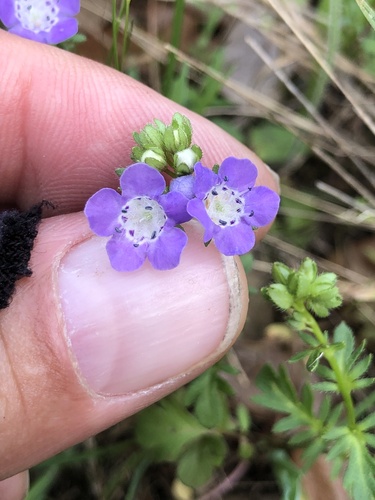 Smooth phacelia (Phacelia glabra)