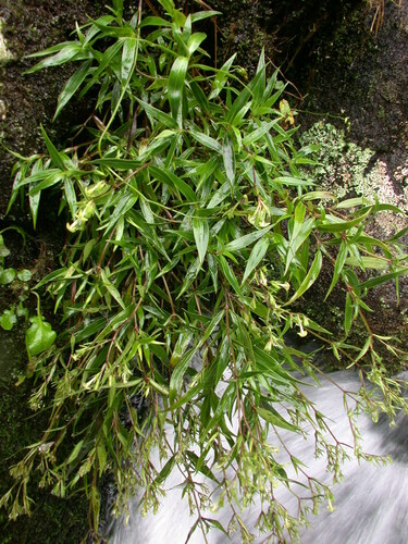 Kadua elatior observed 2004-04-15