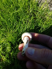 Agaricus